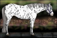 Horse Color:Blue Roan Splash Appaloosa 