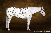 Horse Color:Liver Chestnut Appaloosa 