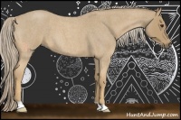 Horse Color:Palomino Roan 