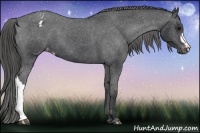Horse Color:Black Appaloosa