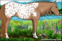 Horse Color:Chestnut Appaloosa 