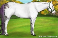 Horse Color:Plaid  White Spotted Liver Chestnut Frame 