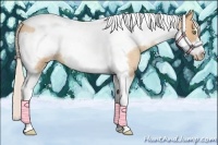 Horse Color:Silver Amber Champagne Roan Tobiano Frame 