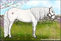 Horse Color:Silver Perlino Dun 