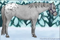 Horse Color:Black Appaloosa 