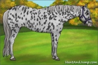 Horse Color:Black Appaloosa