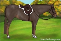 Horse Color:Liver Chestnut Rabicano 