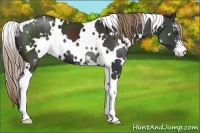 Horse Color:White Spotted Liver Chestnut Sabino 