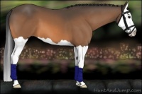 Horse Color:Buckskin Splash 