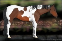 Horse Color:Bay Tobiano 