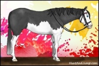 Horse Color:Smoky Blue Roan Splash 