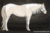 Horse Color:Perlino Roan Tobiano