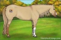 Horse Color:Red Dun 