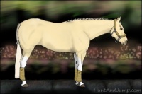 Horse Color:Palomino Dun Tobiano
