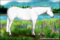 Horse Color:Gray Bay 