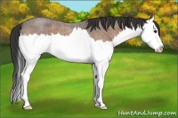 Horse Color:Buckskin Roan Splash 