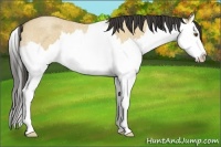 Horse Color:Buckskin Roan Dun Splash 