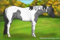 Horse Color:Blue Roan Tobiano 