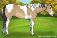 Horse Color:Buckskin Dun Splash Tobiano Rabicano