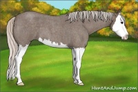 Horse Color:Silver Blue Roan Splash 