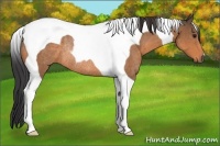 Horse Color:Buckskin Tobiano Rabicano 