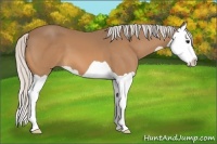 Horse Color:Silver Buckskin Splash 