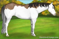 Horse Color:Bay Dun Splash 