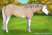 Horse Color:Silver Bay Roan Dun Splash 