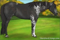 Horse Color:White Spotted Liver Chestnut Sabino 