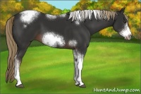 Horse Color:Liver Chestnut Sabino Tobiano Frame