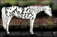 Horse Color:Liver Chestnut Appaloosa