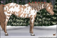 Horse Color:Bay Pearl Appaloosa 