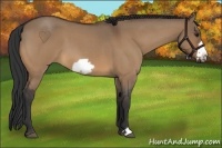 Horse Color:Bay Roan Dun Frame 