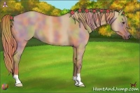 Horse Color:Nacre Red Dun Roan 