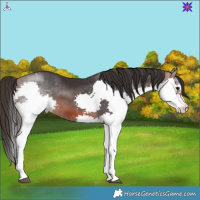 Horse Color:Brown Splash 