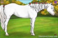 Horse Color:Palomino Roan Pearl Appaloosa 