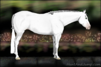 Horse Color:Gray Silver Amber Cream Champagne Roan Dun Splash Tobiano Frame Appaloosa Rabicano 