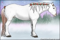 Horse Color:Brown Appaloosa 