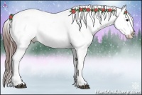 Horse Color:Brown Appaloosa 