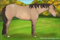 Horse Color:Amber Champagne Roan Frame 