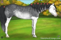 Horse Color:Brown Chinchilla Splash