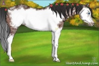 Horse Color:Bay Ice Splash Frame