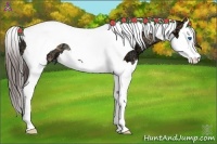 Horse Color:Amber Champagne Ice Splash Tobiano Rabicano