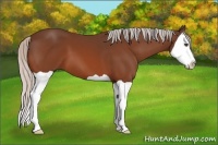 Horse Color:Silver Bay Splash 