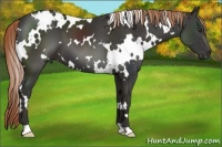 Horse Color:White Spotted Liver Chestnut 