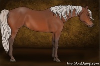 Horse Color:Silver Bay 