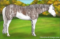 Horse Color:Silver Bay Ice Splash 