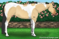 Horse Color:Bay Dun Tobiano Rabicano