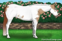 Horse Color:Red Dun Tobiano Frame