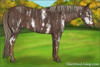 Horse Color:White Spotted Liver Chestnut  Brindle